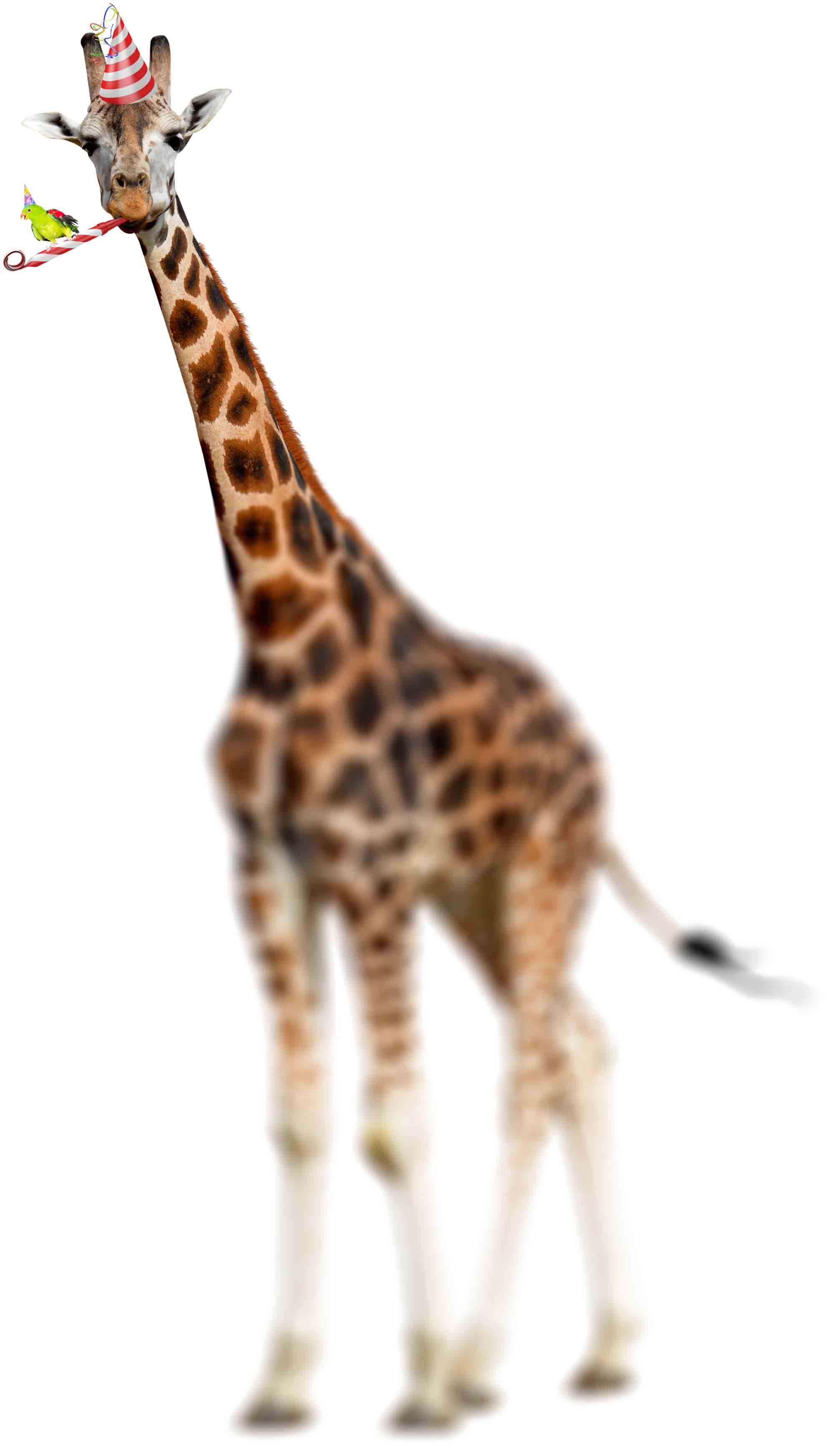 a giraffe blowing a party horn